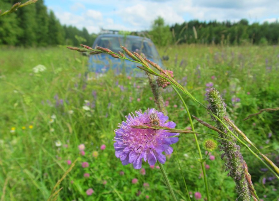 Луговые цветы средней полосы