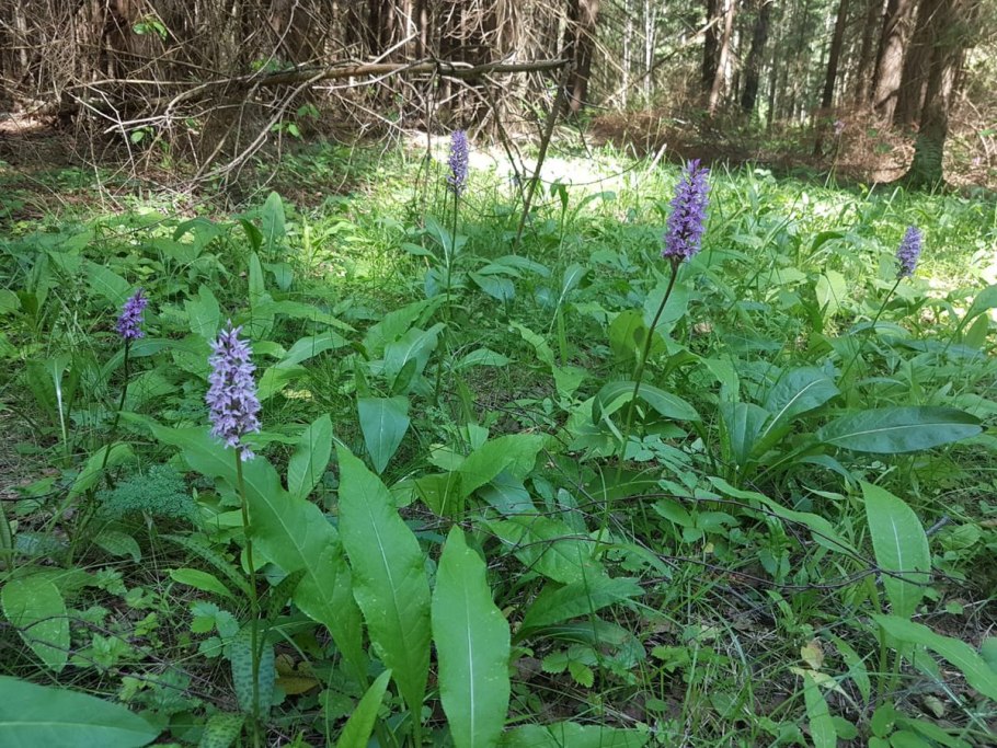 Лесные травы средней полосы