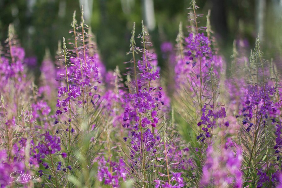 Травы Урала дикорастущие