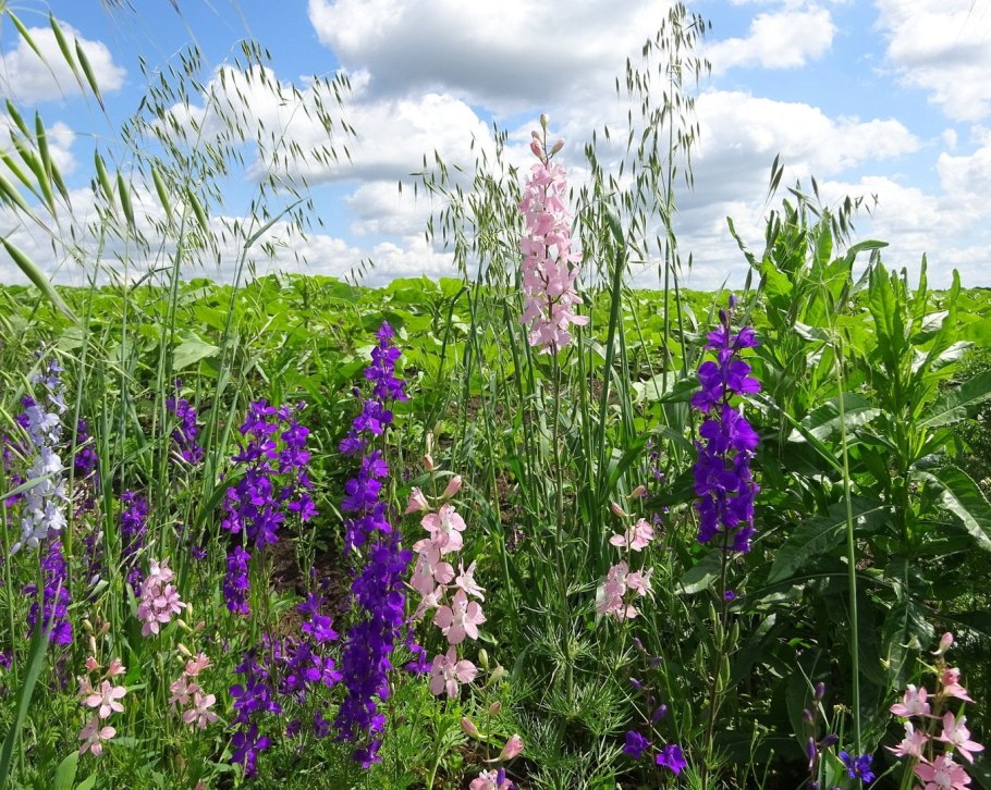 Болотная остролистная трава