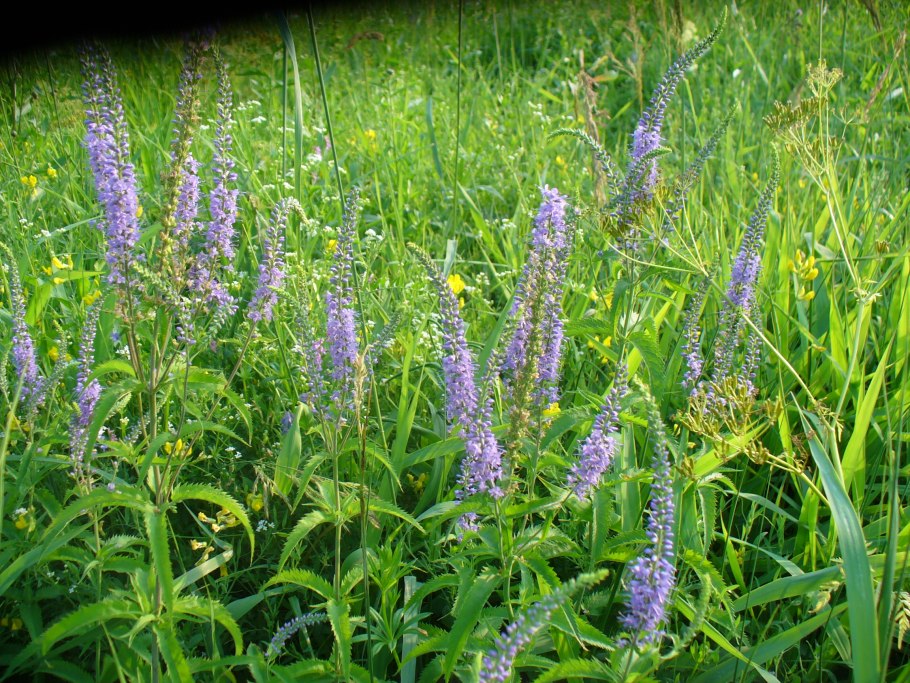 Репешок обыкновенный (Agrimonia Eupatoria)