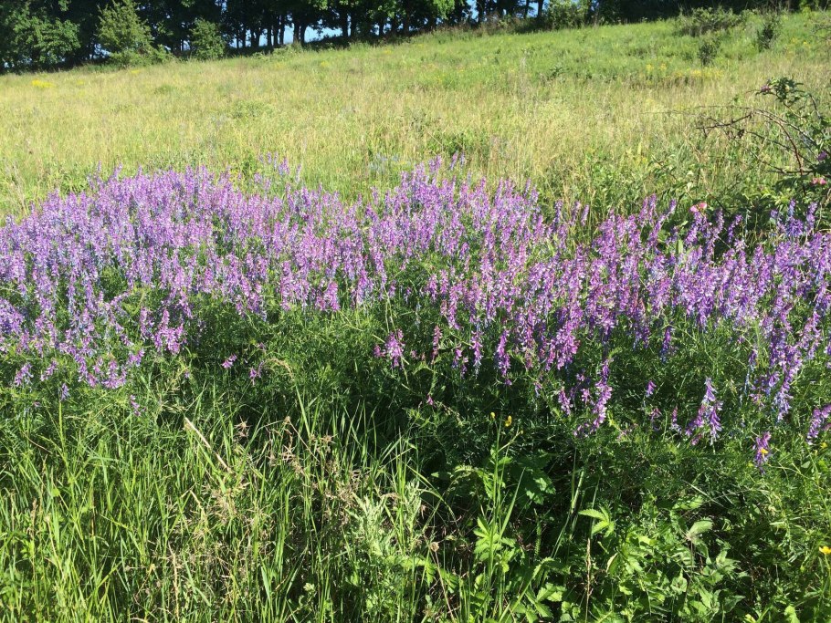 Синеголовник морской