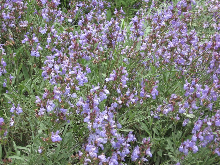 Травы средней полосы