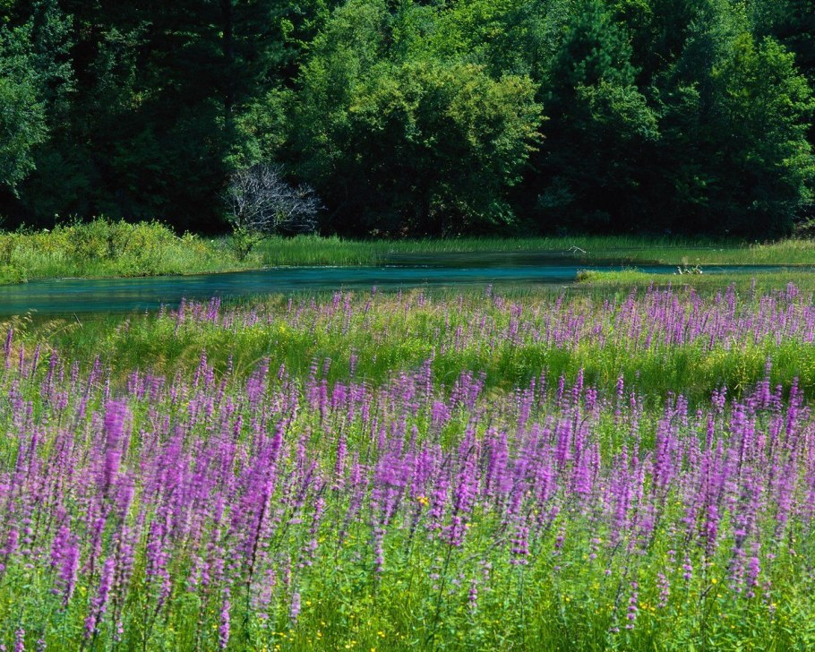 Донская степь разнотравье