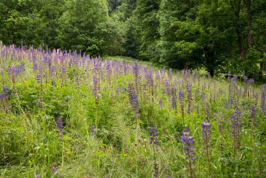 Луга Подмосковные