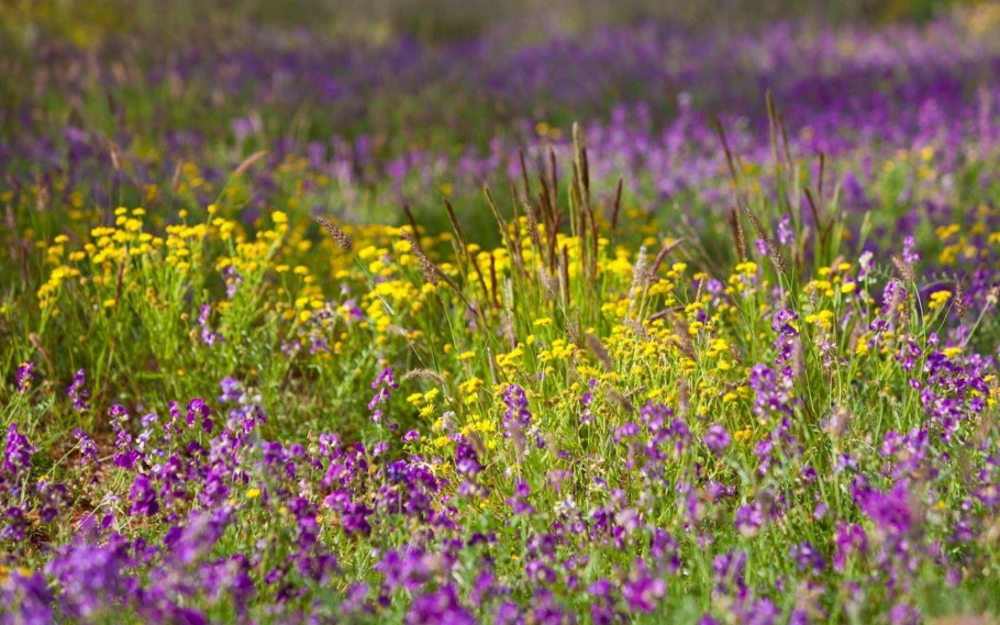 Иван чай кипрей Луговой