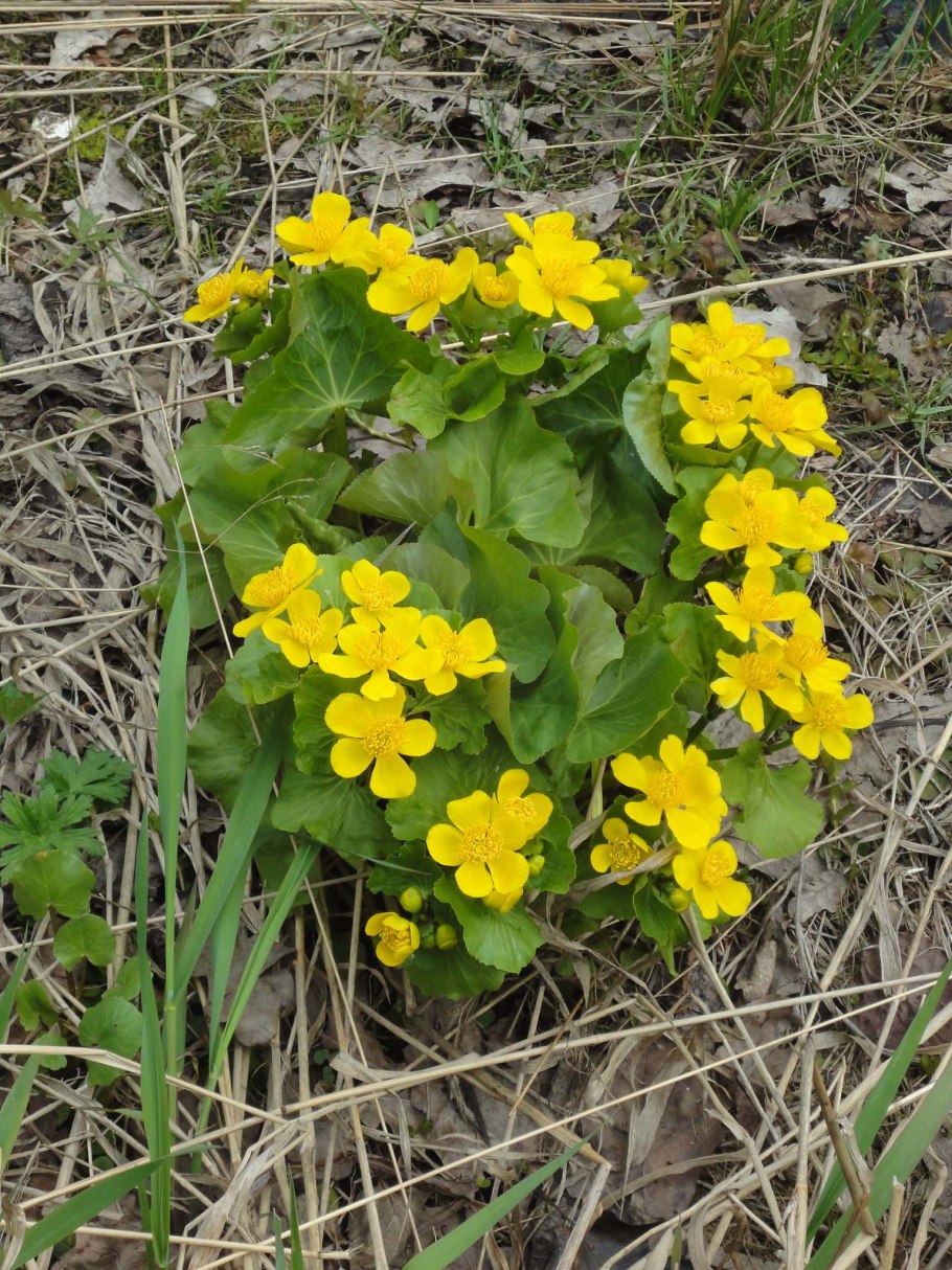 Степная зона Воронежской области