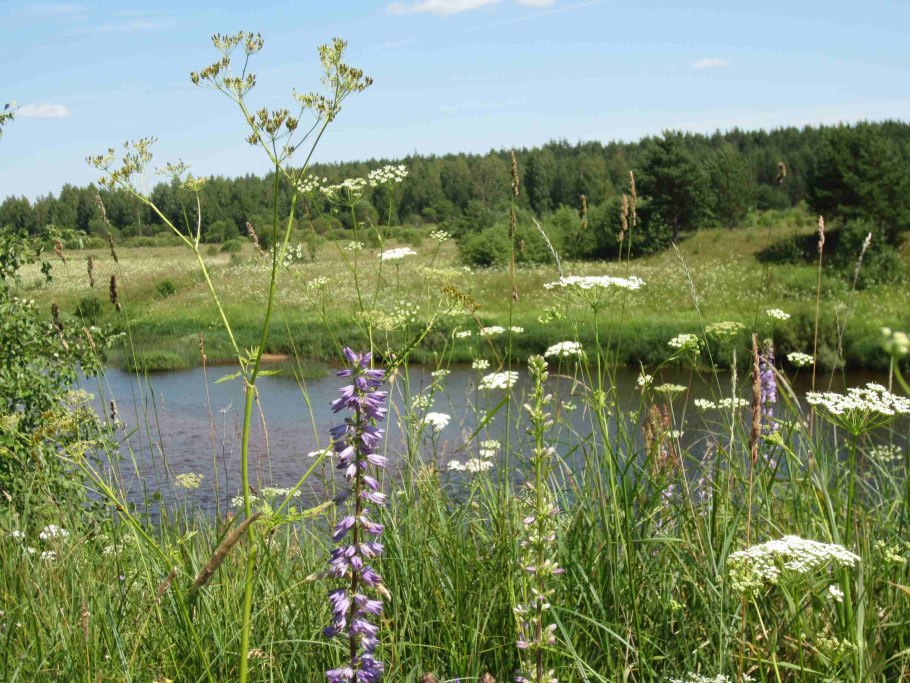 Ярославль пейзажи лето Иван чай