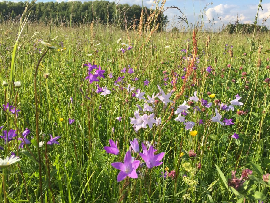 Луговые Лесные травы Черноземья