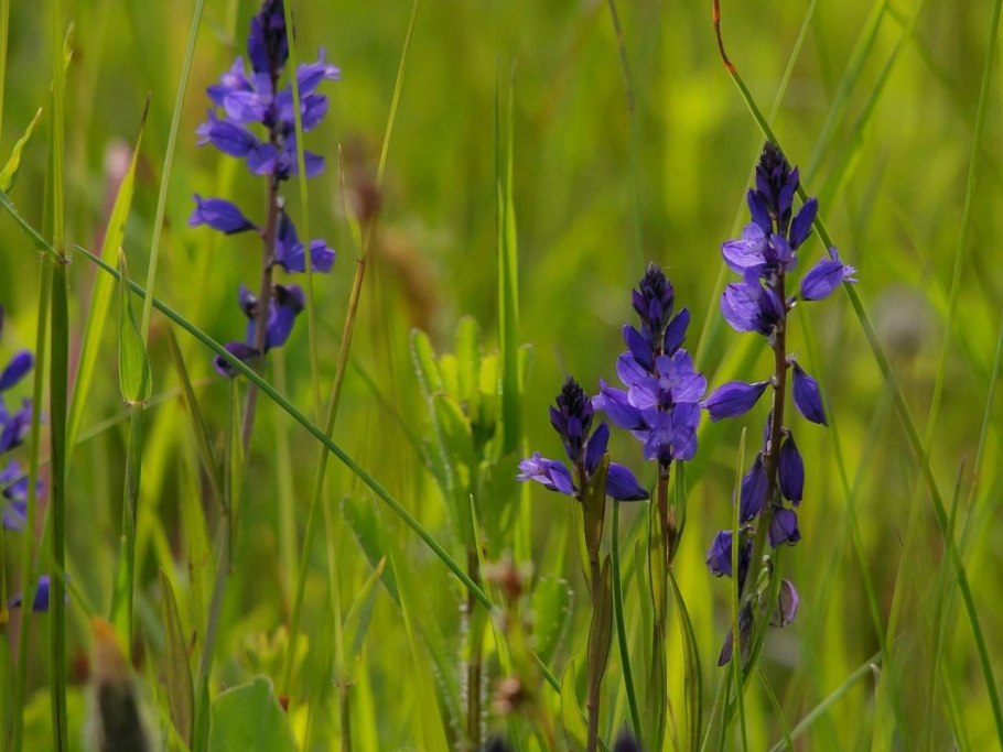 Калужница Болотная