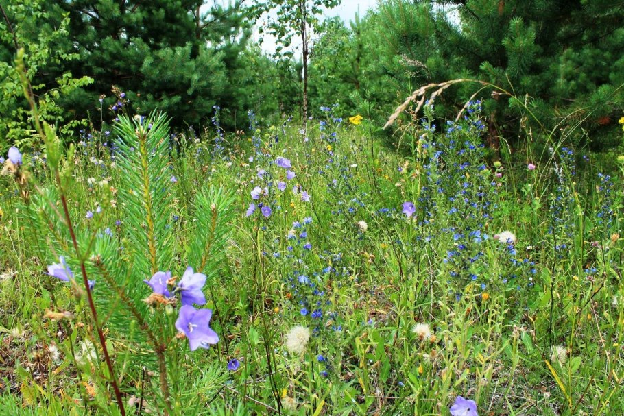 Мятлик Луговой соцветие