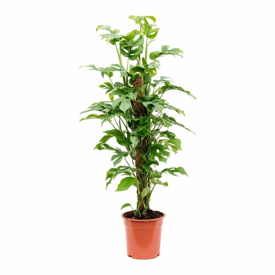 Филодендрон на сетке