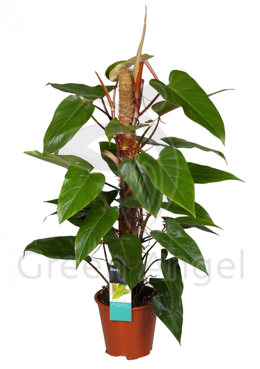 Филодендрон Конго Грин