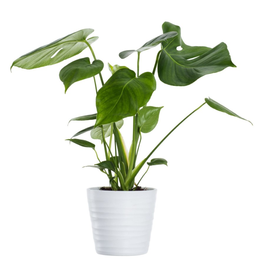 Сциндапсус Эпипремнум