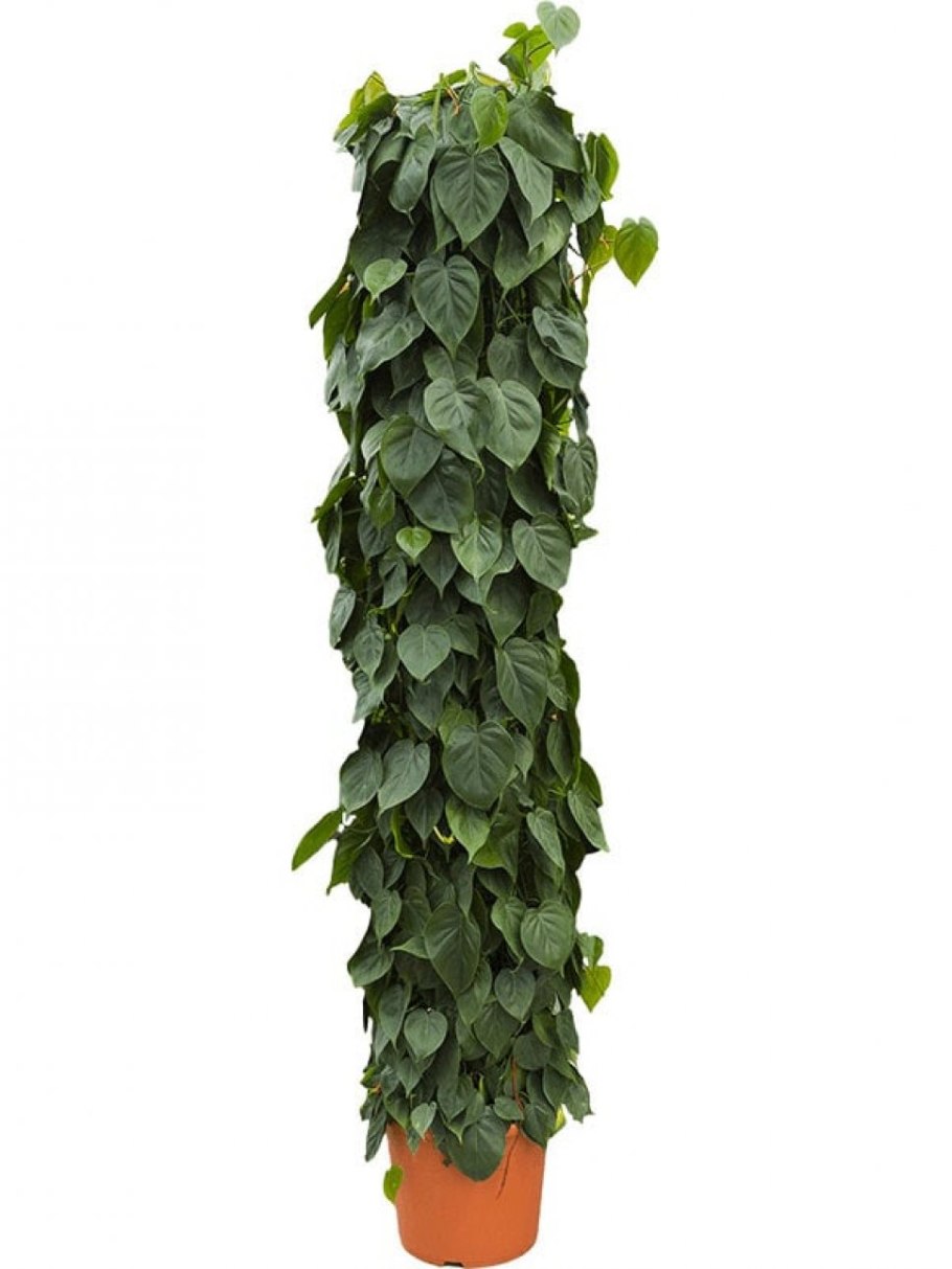 Hoya globulosa Хойя глобулоза