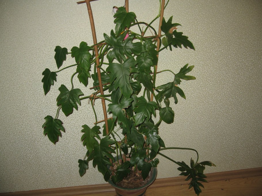 Филодендрон erubescens