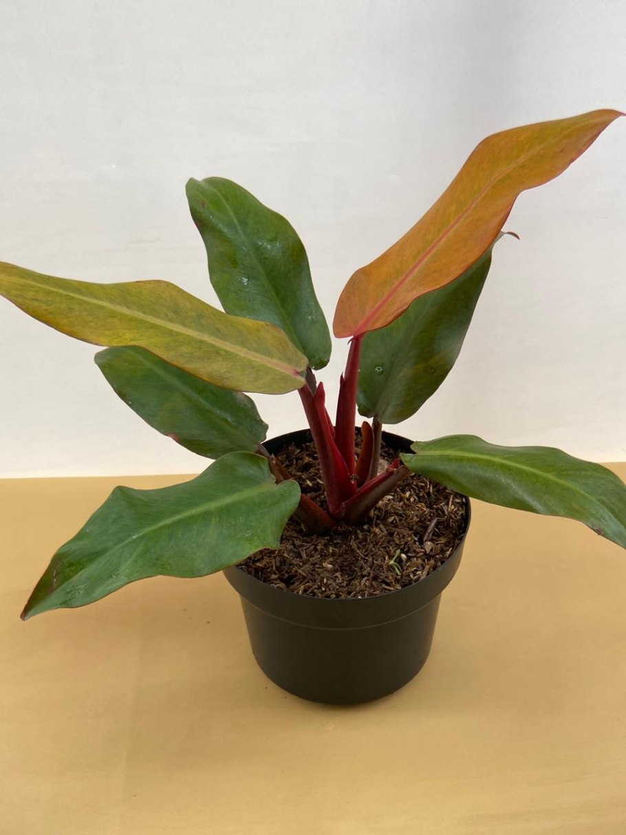 Сциндапсус на стене