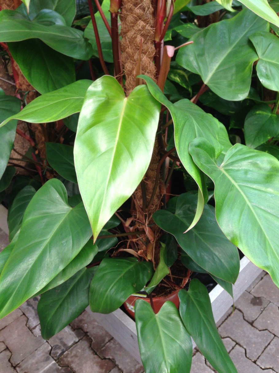 Филодендрон Рафидофора