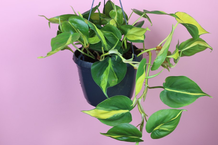 Монстера Делициоза 12/45