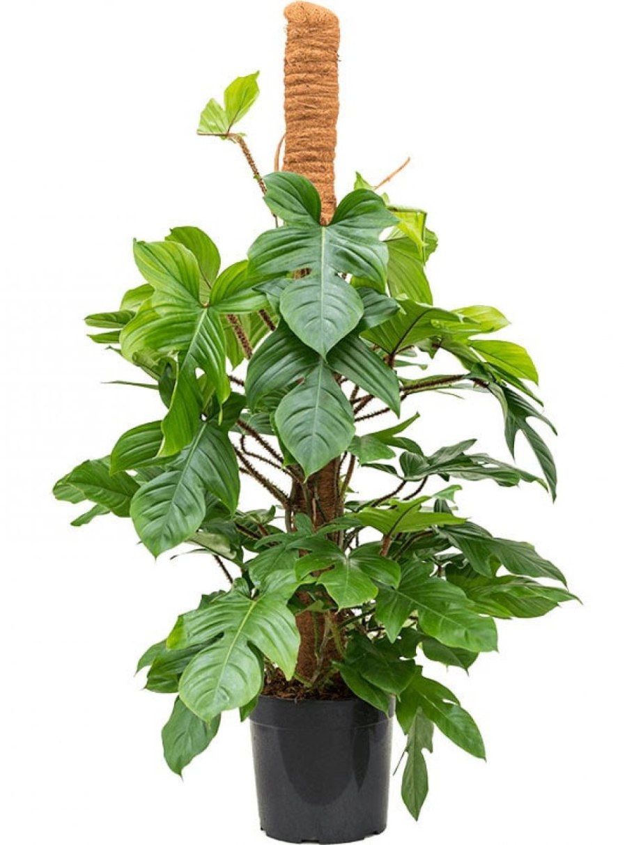 Филодендрон Сканденс Бразил моссток