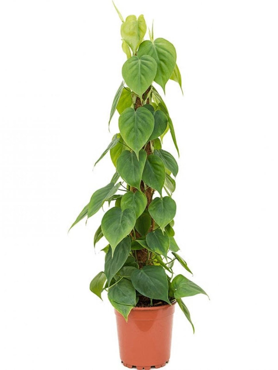 Филодендрон Сканденс