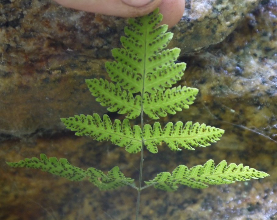 Орляк обыкновенный (Pteridium aquilinum)