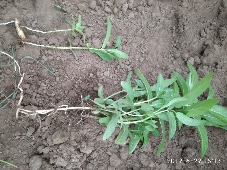 Картофельник сорняк