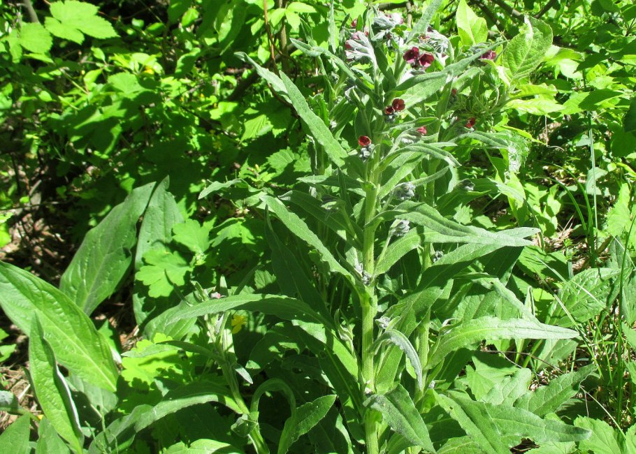 Tribulus terrestris c30