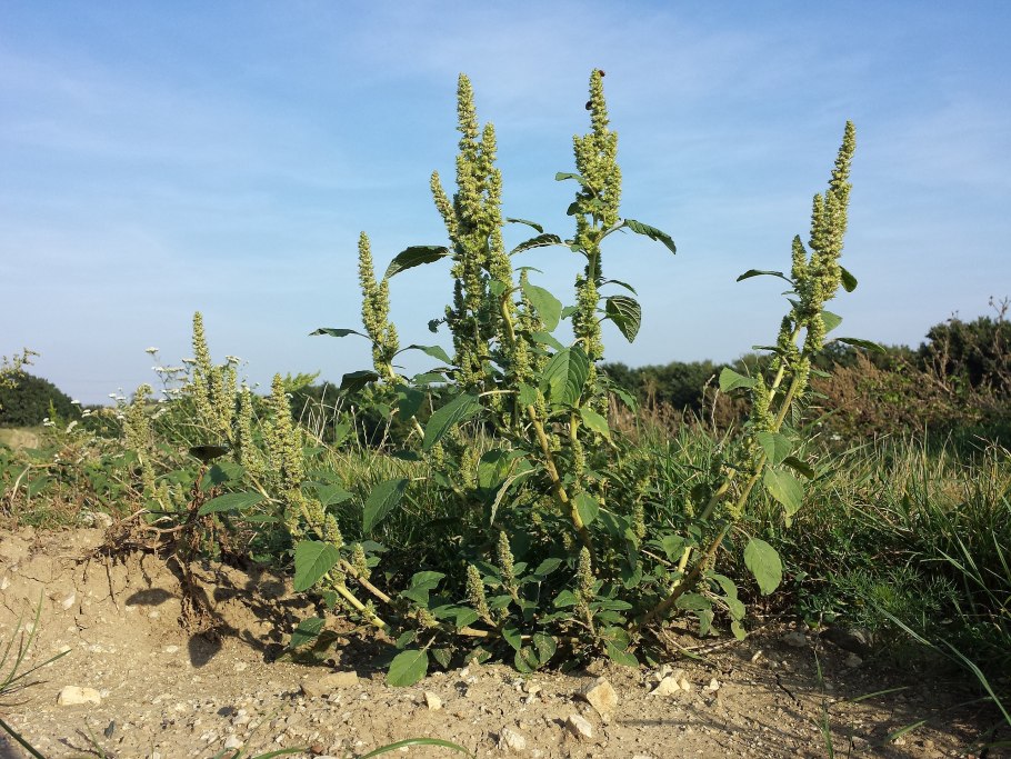 Щирица запрокинутая