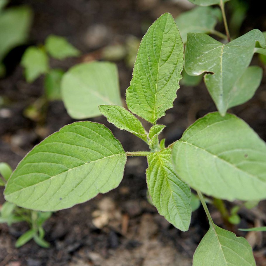 Щирица запрокинутая Amaranthus retroflexus