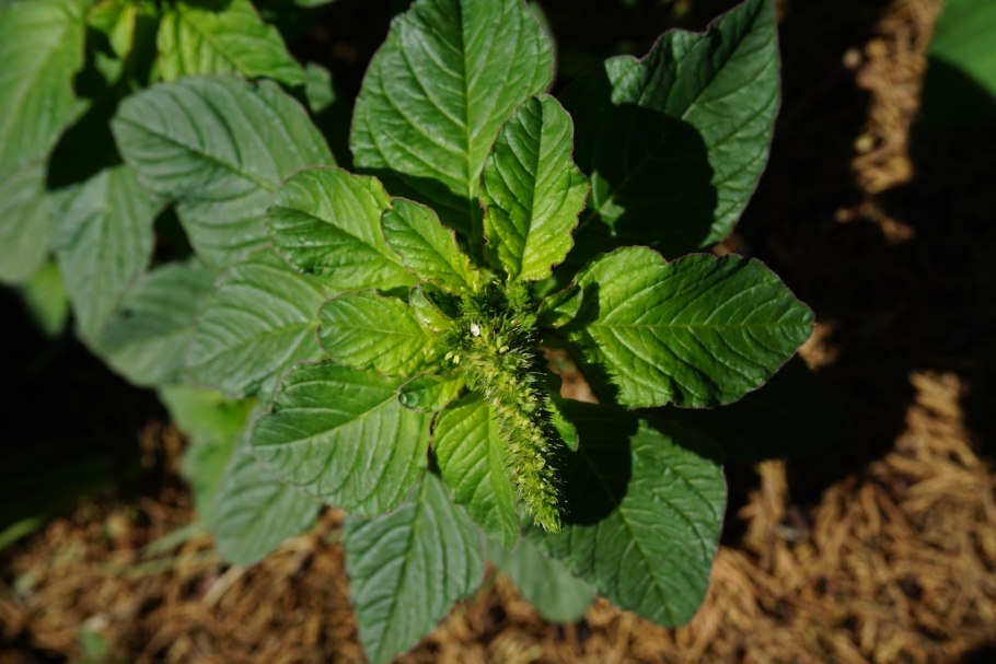 Щирица запрокинутая сорняк