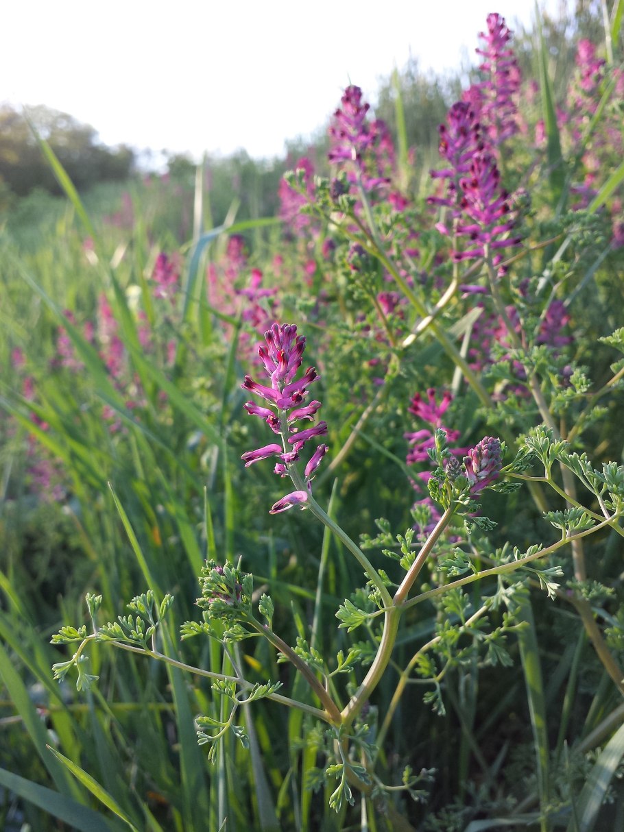 Сорняк с длинным корнем