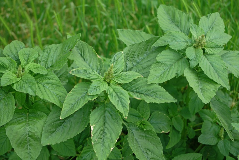 Копеечник Гмелина