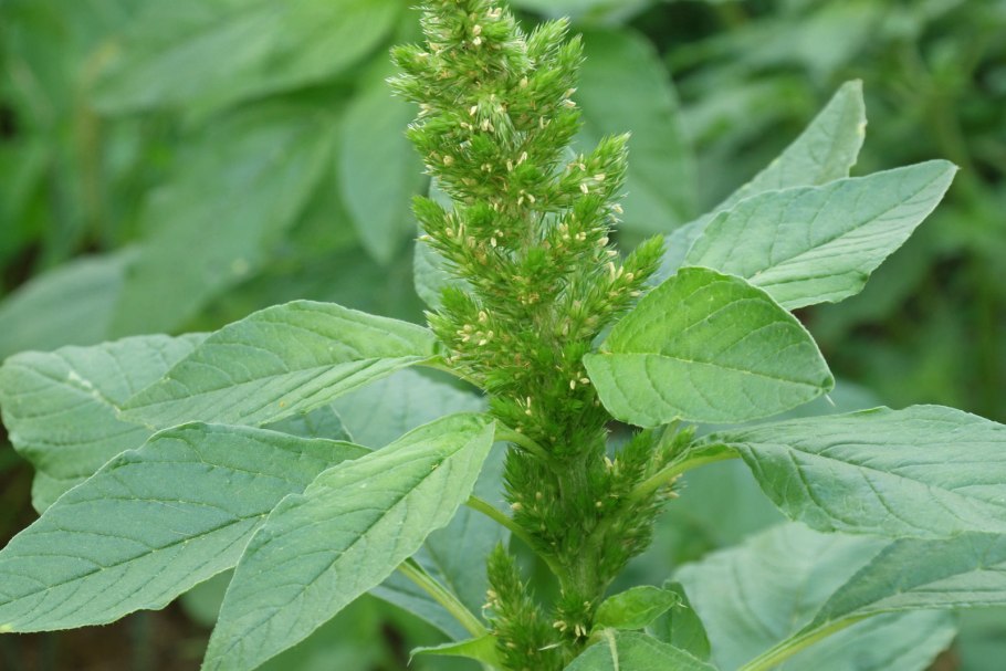 Щирица запрокинутая (Amaranthus retroflexus l.)