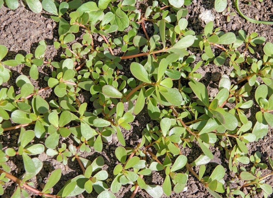 Leontodon autumnalis обычное название