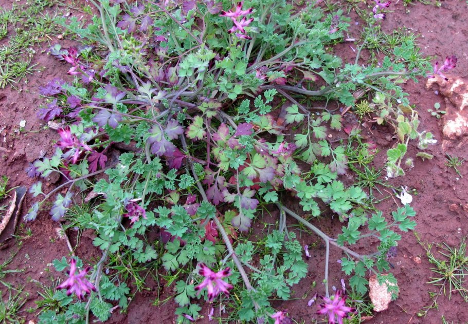 Портулак ползучий сорняк