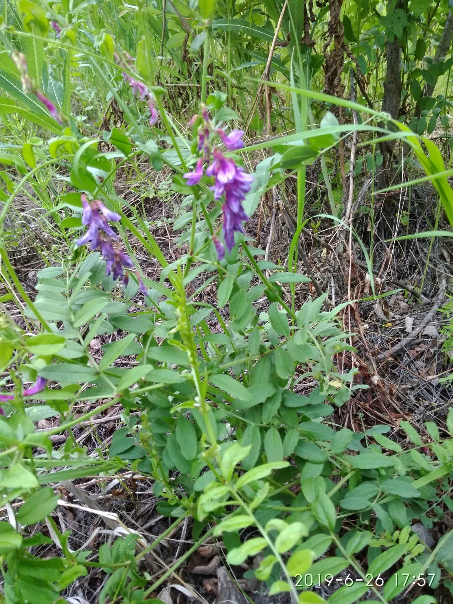 Щирица запрокинутая Amaranthus retroflexus