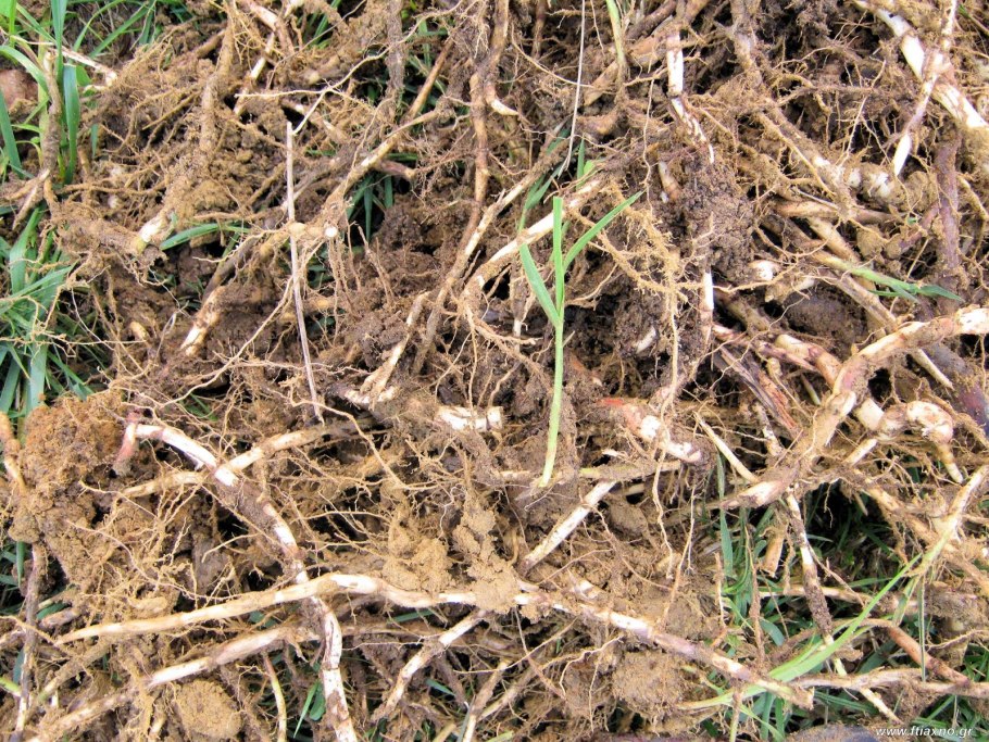 Щирица запрокинутая Amaranthus retroflexus