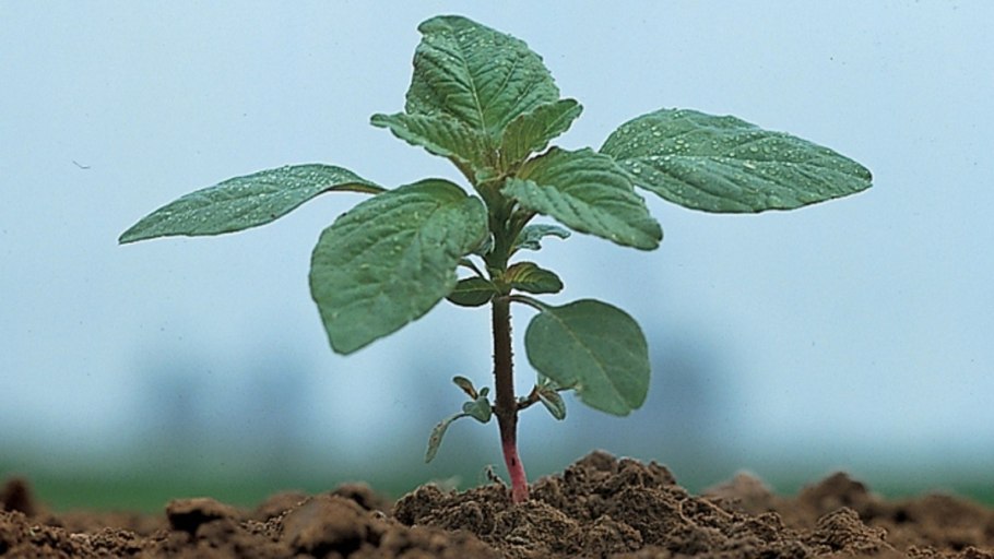 Амарант щирица запрокинутая