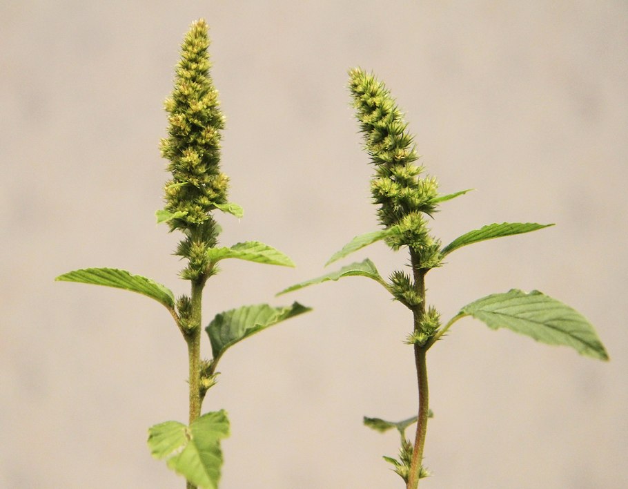 Щирица запрокинутая amaranthus retroflexus