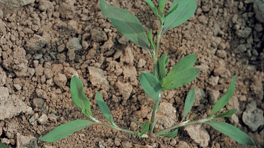 Горец птичий спорыш