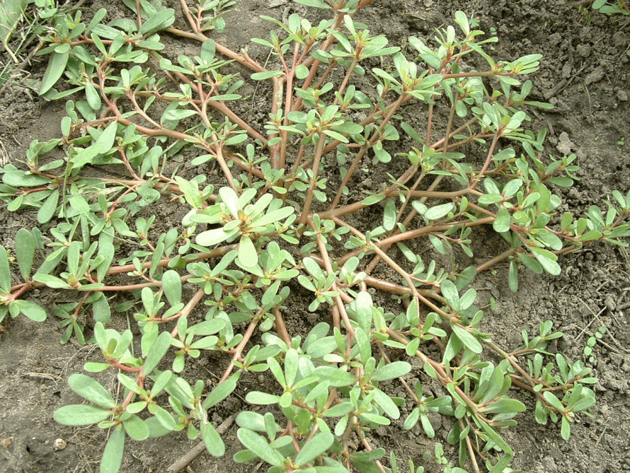 Щирица запрокинутая Amaranthus retroflexus