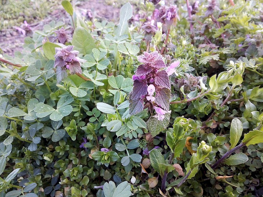 Растение Марена красильная