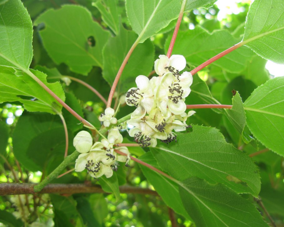 Актинидия остролистная