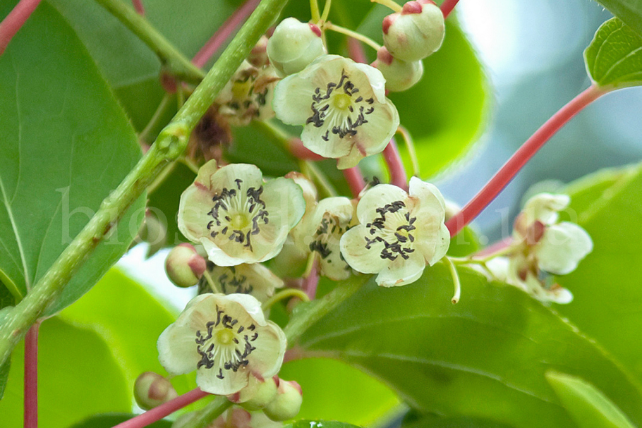 Актинидия аргута цветы