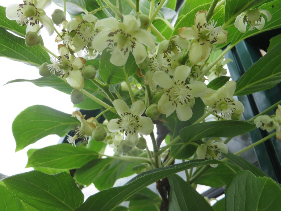 Актинидия аргута иссаи цветы