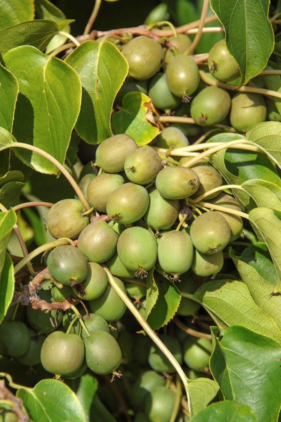 Актинидия аргута Кокува