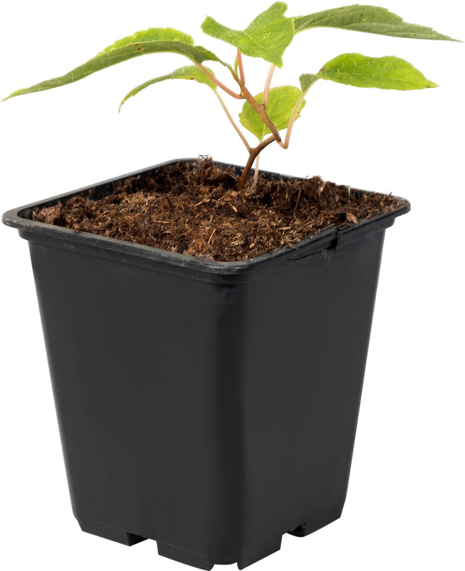 Актинидия аргута и коломикта