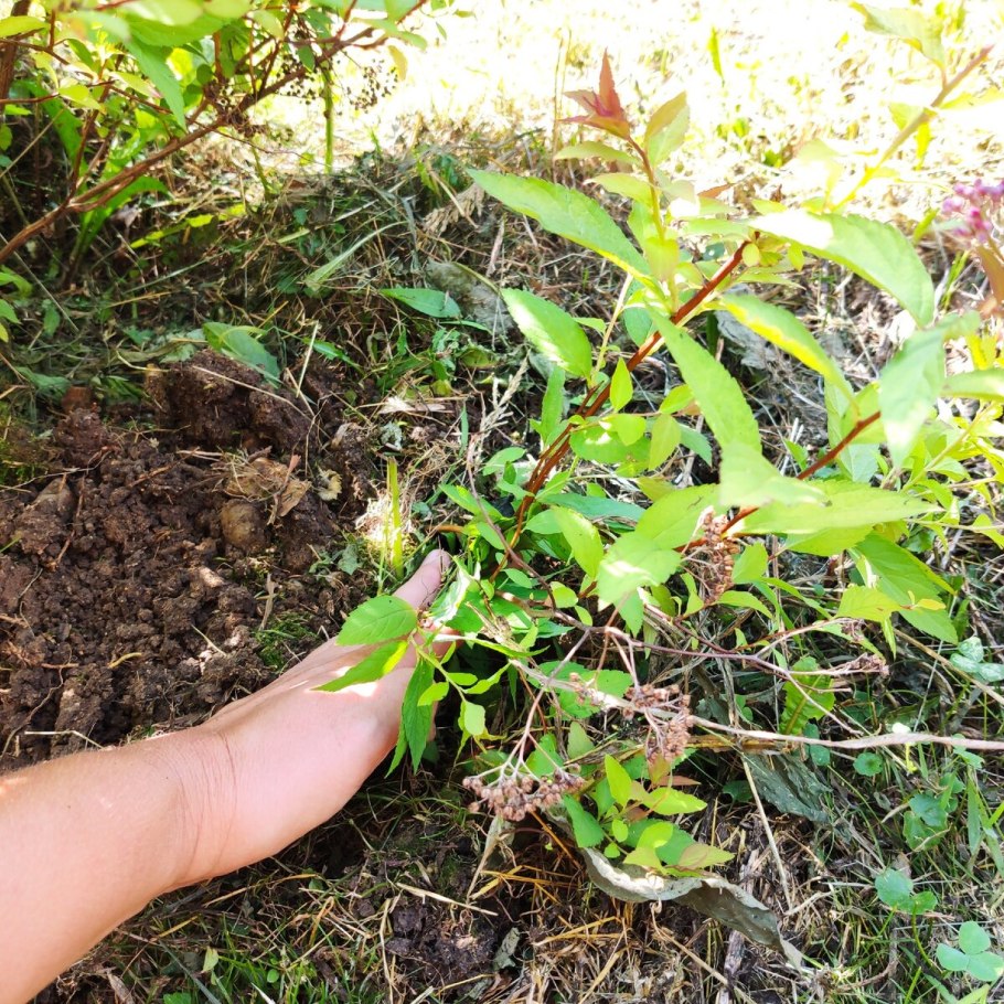 Спирея саженцы