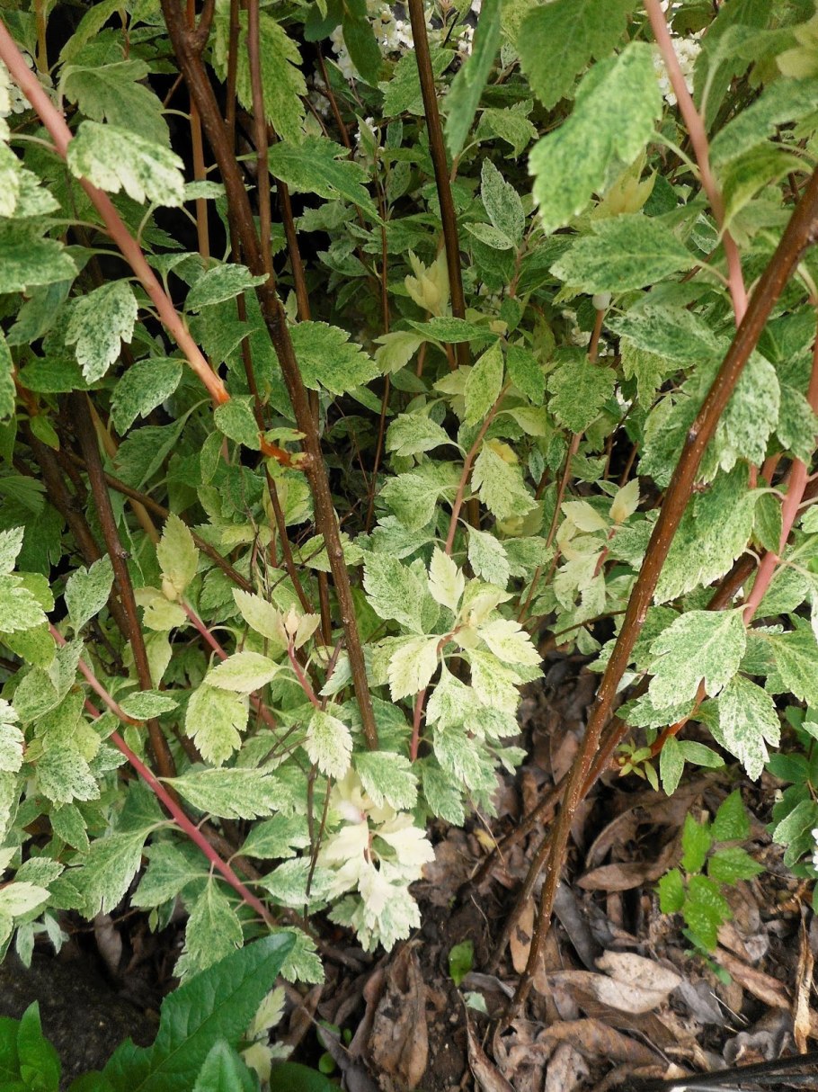 Барбарис Тунберга отводками